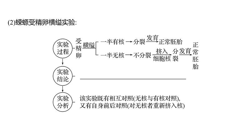 2025届高考 一轮复习 人教版 细胞核的结构和功能 课件(多选版)第4页