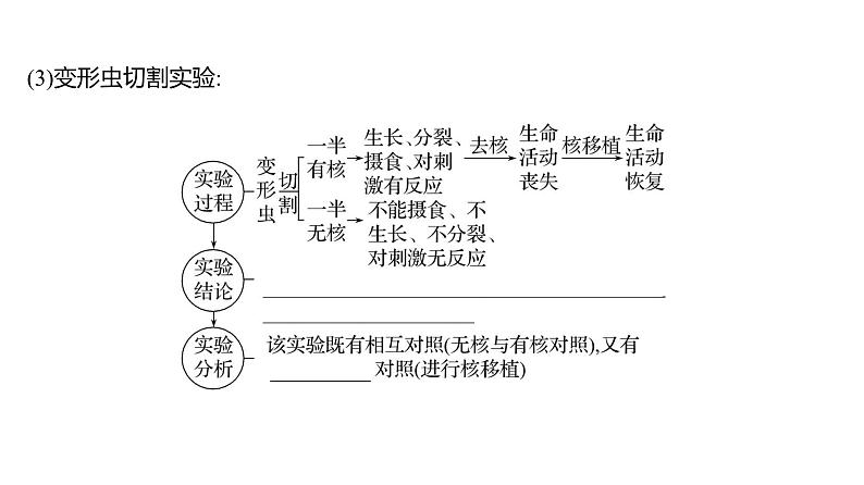 2025届高考 一轮复习 人教版 细胞核的结构和功能 课件(多选版)第5页