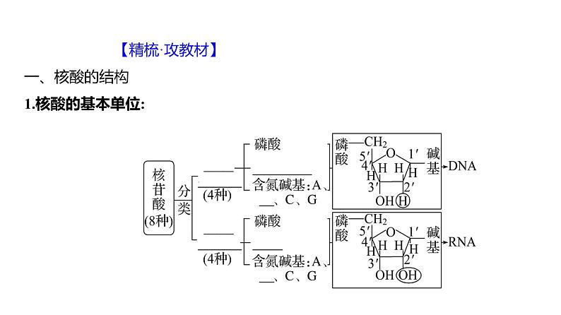 2025届高考 一轮复习 人教版 核酸是遗传信息的携带者 课件(多选版) (1)第4页