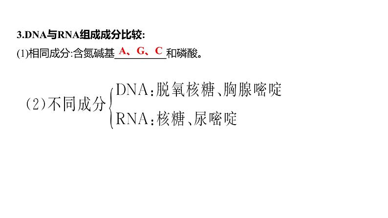 2025届高考 一轮复习 人教版 核酸是遗传信息的携带者 课件(多选版) (1)第7页