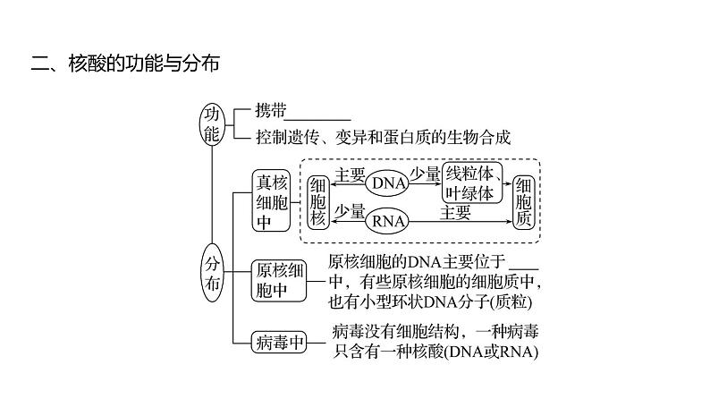 2025届高考 一轮复习 人教版 核酸是遗传信息的携带者 课件(多选版) (1)第8页