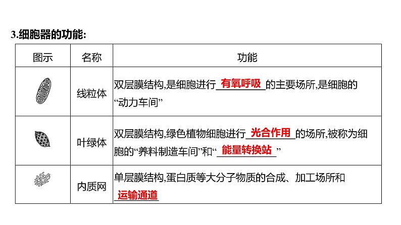 2025届高考 一轮复习 人教版 细胞器之间的分工合作 课件(多选版)06