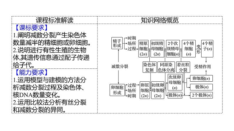 2025届高考 一轮复习 人教版 细胞的减数分裂和受精作用 课件(多选版)02