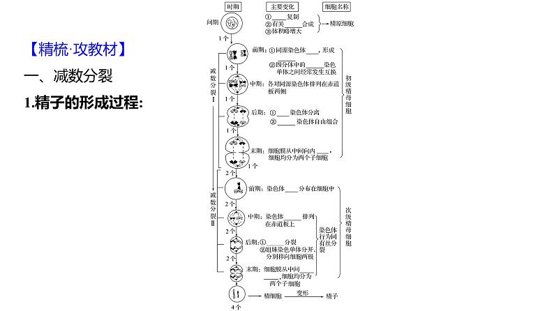 2025届高考 一轮复习 人教版 细胞的减数分裂和受精作用 课件(多选版)04