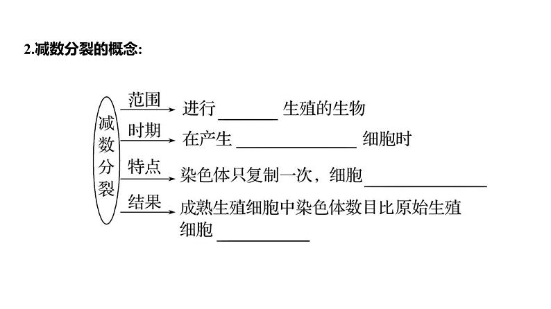 2025届高考 一轮复习 人教版 细胞的减数分裂和受精作用 课件(多选版)05