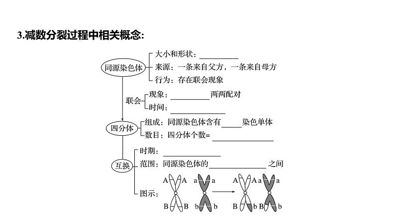 2025届高考 一轮复习 人教版 细胞的减数分裂和受精作用 课件(多选版)06