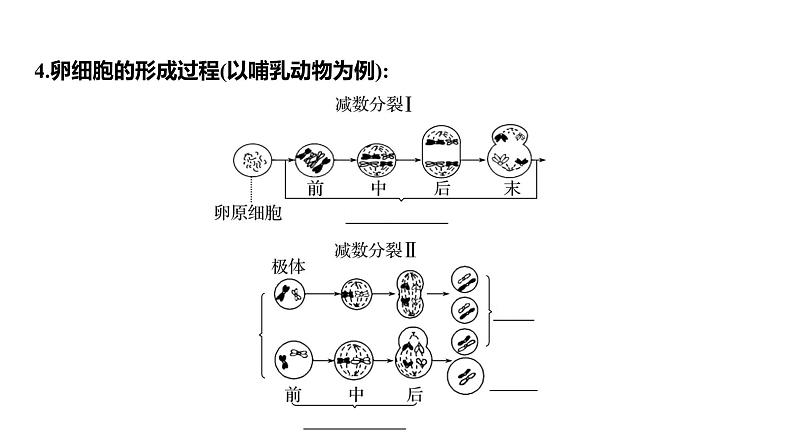 2025届高考 一轮复习 人教版 细胞的减数分裂和受精作用 课件(多选版)08