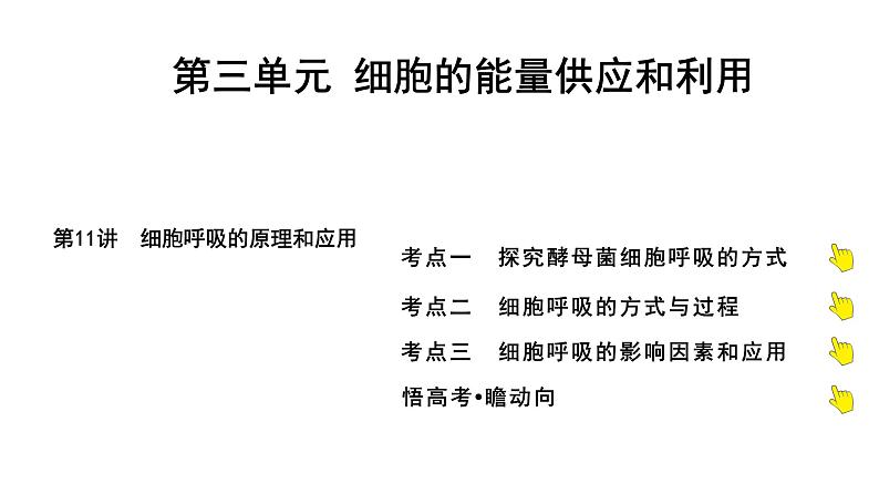 2025届高考 一轮复习 人教版 细胞呼吸的原理和应用 课件(多选版)第1页