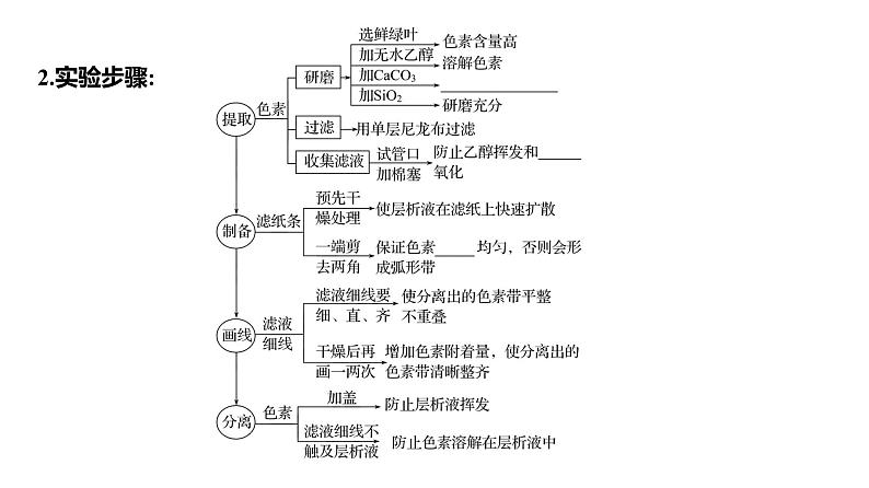 2025届高考 一轮复习 人教版 捕获光能的色素和结构、光合作用的原理 课件(多选版)05