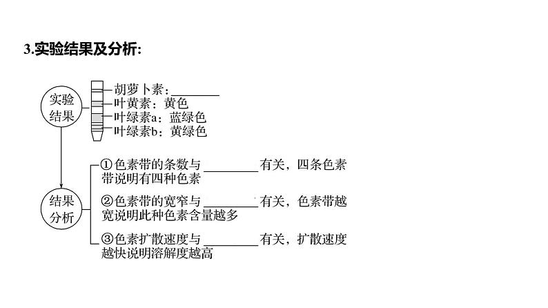 2025届高考 一轮复习 人教版 捕获光能的色素和结构、光合作用的原理 课件(多选版)06