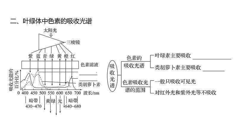 2025届高考 一轮复习 人教版 捕获光能的色素和结构、光合作用的原理 课件(多选版)07