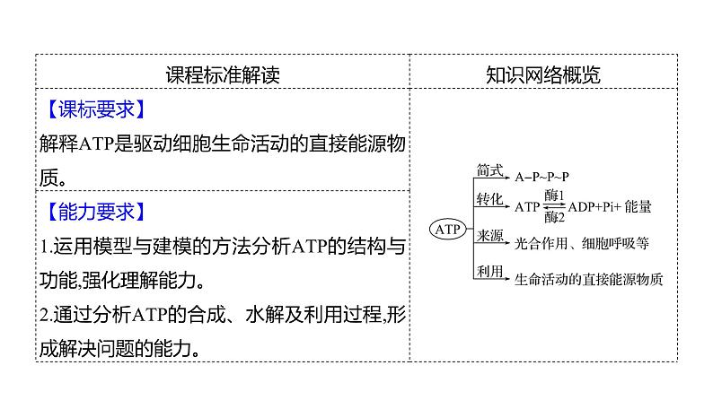 2025届高考 一轮复习 人教版 细胞的能量“货币”ATP 课件(多选版)02