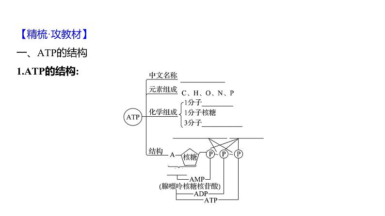 2025届高考 一轮复习 人教版 细胞的能量“货币”ATP 课件(多选版)03