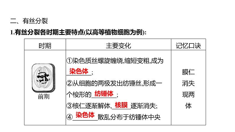 2025届高考 一轮复习 人教版 细胞的增殖 课件(多选版)第8页