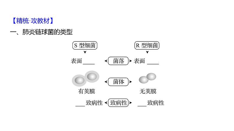 2025届高考 一轮复习 人教版 DNA是主要的遗传物质 课件(多选版)第4页