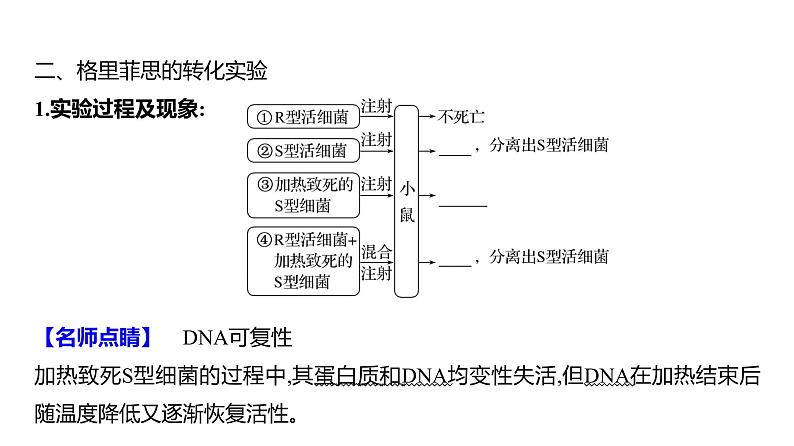 2025届高考 一轮复习 人教版 DNA是主要的遗传物质 课件(多选版)第6页