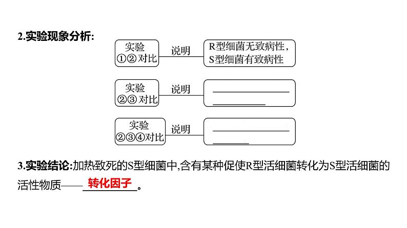 2025届高考 一轮复习 人教版 DNA是主要的遗传物质 课件(多选版)第7页