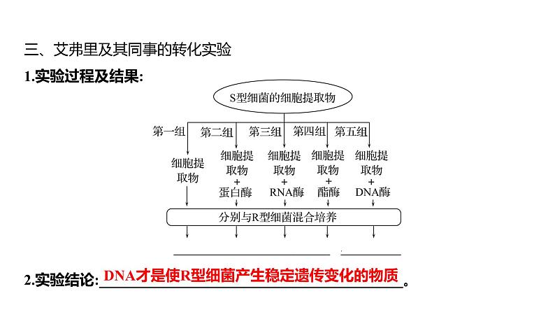 2025届高考 一轮复习 人教版 DNA是主要的遗传物质 课件(多选版)第8页