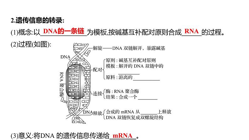 2025届高考 一轮复习 人教版 基因的表达 课件(多选版) (1)第6页