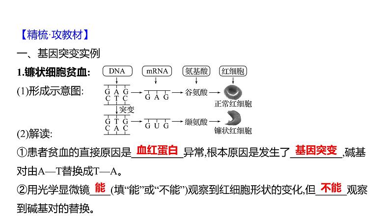 2025届高考 一轮复习 人教版 基因的表达 课件(多选版) (2)第4页