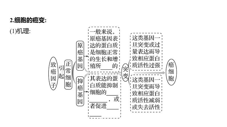 2025届高考 一轮复习 人教版 基因的表达 课件(多选版) (2)第5页