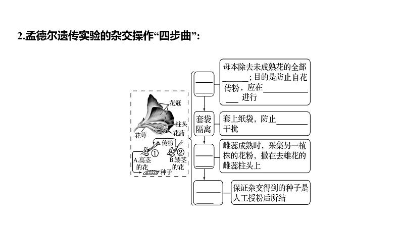 2025届高考 一轮复习 人教版 基因分离定律 课件(多选版)第5页