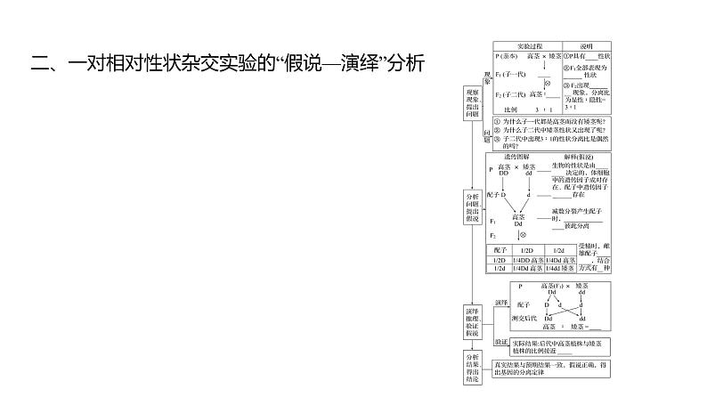 2025届高考 一轮复习 人教版 基因分离定律 课件(多选版)第6页