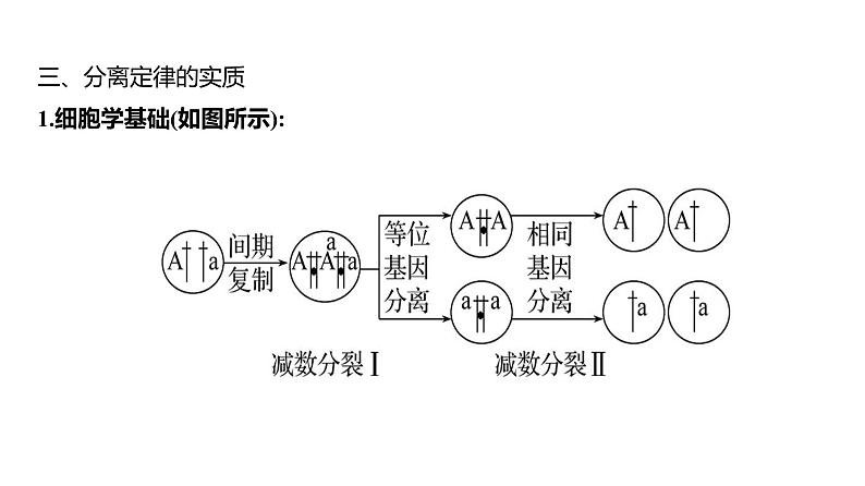 2025届高考 一轮复习 人教版 基因分离定律 课件(多选版)第7页