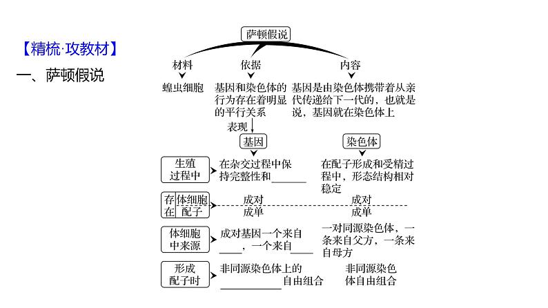 2025届高考 一轮复习 人教版 基因在染色体上、伴性遗传 课件(多选版)第4页