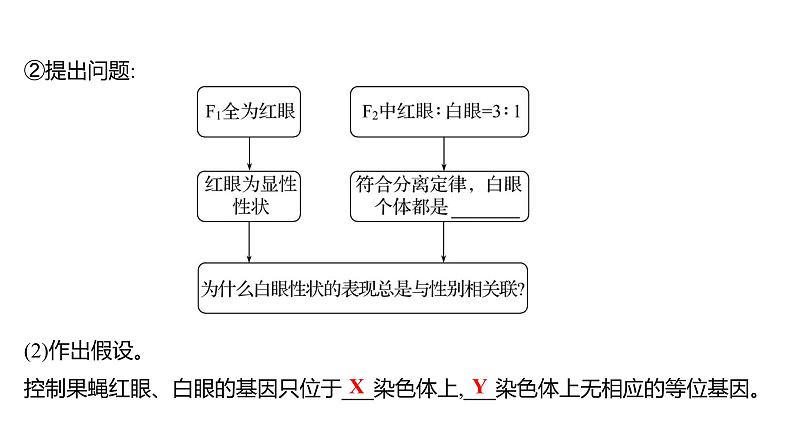 2025届高考 一轮复习 人教版 基因在染色体上、伴性遗传 课件(多选版)第6页