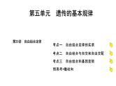2025届高考 一轮复习 人教版 自由组合定律 课件(多选版)