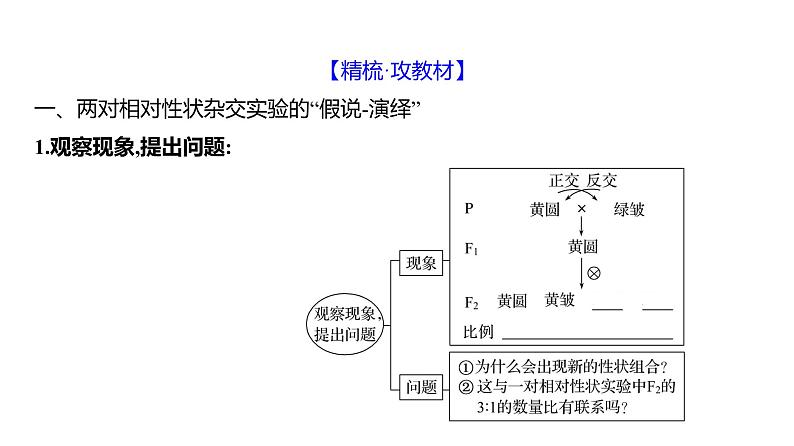 2025届高考 一轮复习 人教版 自由组合定律 课件(多选版)第4页