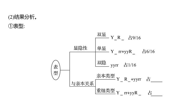 2025届高考 一轮复习 人教版 自由组合定律 课件(多选版)第6页