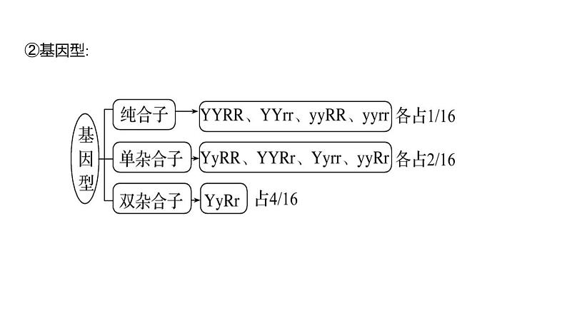 2025届高考 一轮复习 人教版 自由组合定律 课件(多选版)第7页