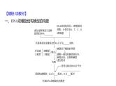 2025届高考 一轮复习 人教版 DNA的结构、复制和基因的本质 课件(多选版)