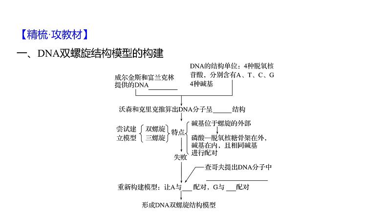 2025届高考 一轮复习 人教版 DNA的结构、复制和基因的本质 课件(多选版)04