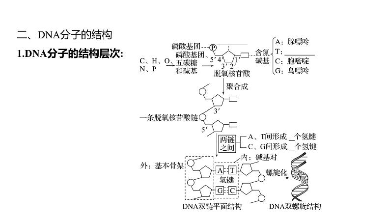 2025届高考 一轮复习 人教版 DNA的结构、复制和基因的本质 课件(多选版)05