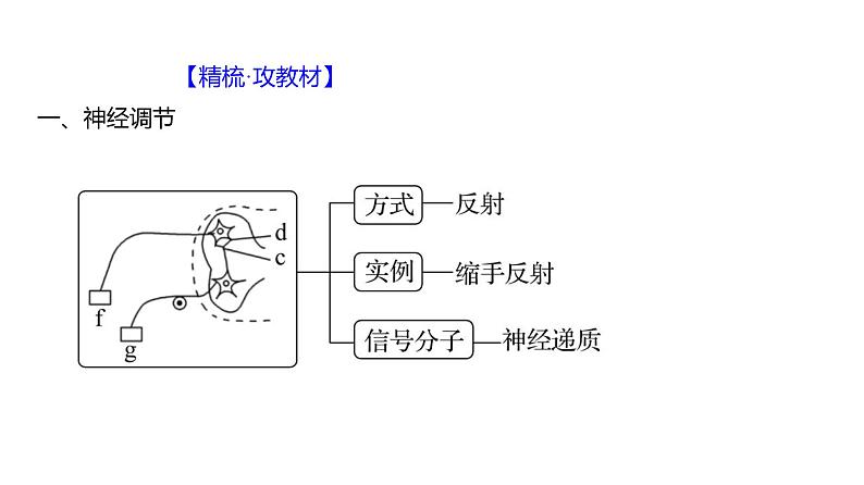 2025届高考 一轮复习 人教版 人体的内环境与稳态 课件(多选版) (2)第4页