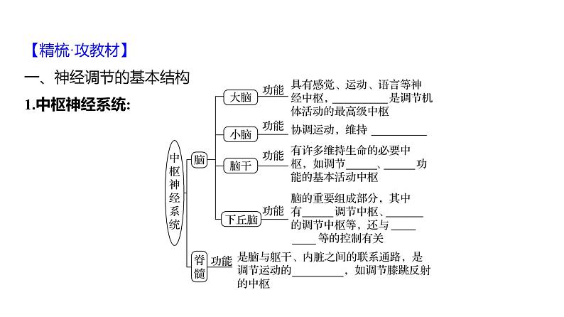 2025届高考 一轮复习 人教版 神经调节的结构基础和基本方式 课件(多选版)第4页