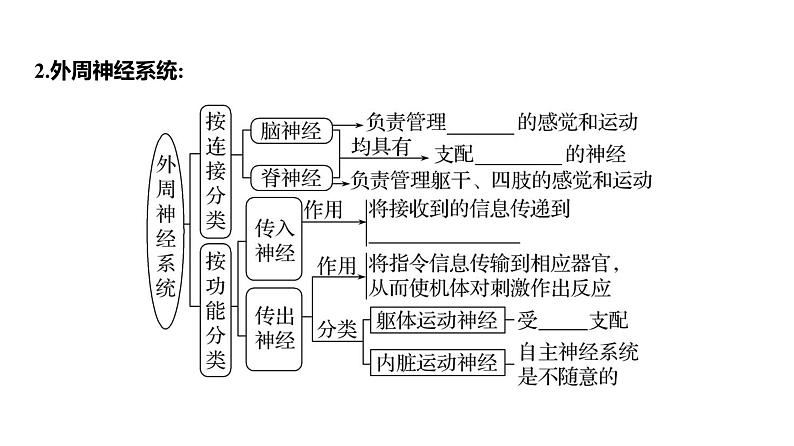 2025届高考 一轮复习 人教版 神经调节的结构基础和基本方式 课件(多选版)第6页