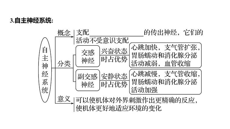 2025届高考 一轮复习 人教版 神经调节的结构基础和基本方式 课件(多选版)第7页