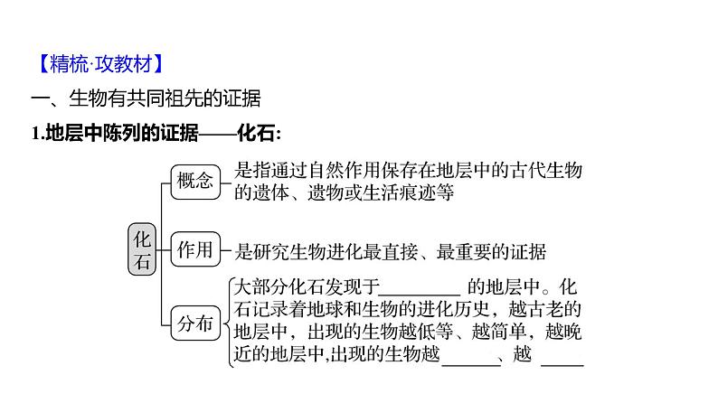 2025届高考 一轮复习 人教版 生物的进化 课件(多选版)第4页