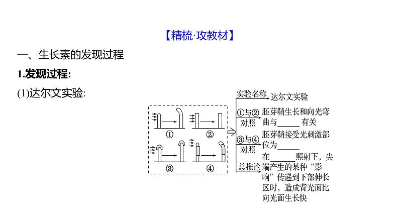 2025届高考 一轮复习 人教版植物激素及其作用 课件(多选版) (1)04