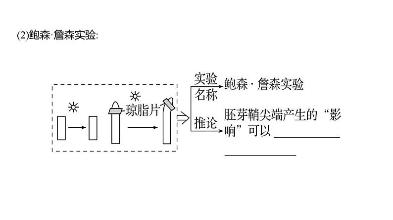 2025届高考 一轮复习 人教版植物激素及其作用 课件(多选版) (1)05