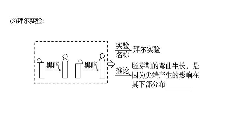 2025届高考 一轮复习 人教版植物激素及其作用 课件(多选版) (1)07