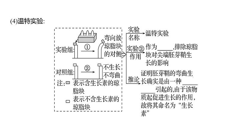 2025届高考 一轮复习 人教版植物激素及其作用 课件(多选版) (1)08