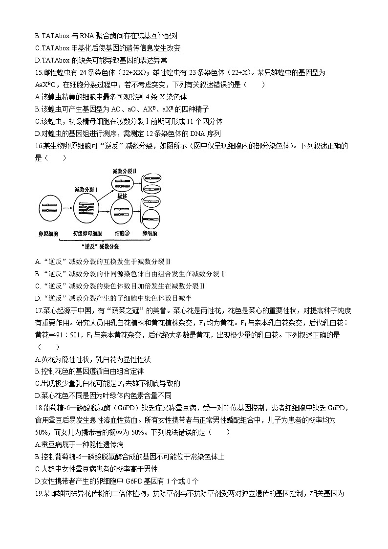 四川省内江市第六中学2023-2024学年高一下学期期中考试生物试卷试题（Word版附答案）第3页