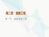 苏教版高中生物选择性必修3第2章第1节植物细胞工程课件