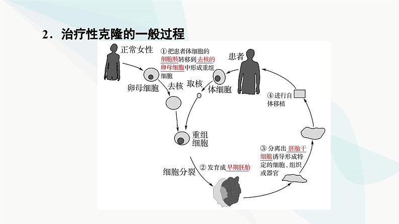 苏教版高中生物选择性必修3第4章第2节我国禁止生殖性克隆人第3节禁止生物武器课件第6页