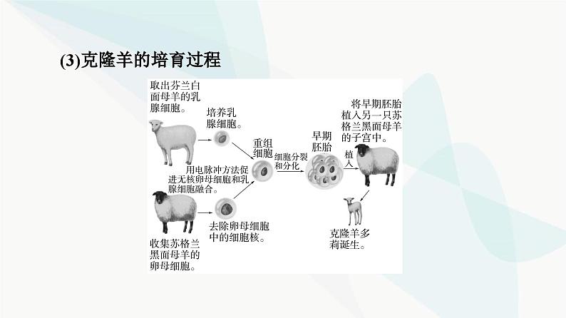 苏教版高中生物选择性必修3第2章第3节第1课时动物细胞核移植技术与动物细胞培养技术课件07